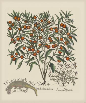 Besler 149 Colored  B2